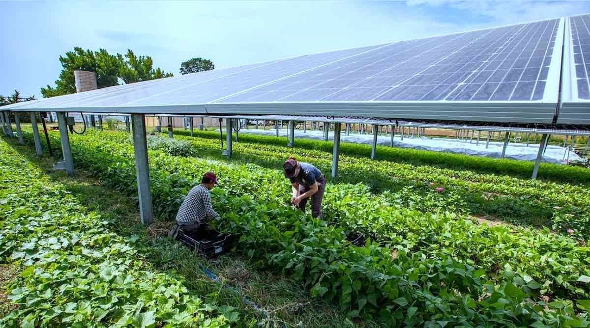 Agrivoltaic Jacks Solar Farm. Photo by Werner Slocum